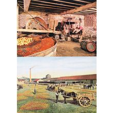 Tarrington Cider Making Cheese From Fruit Hereford 2x Postcard
