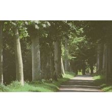 Colliton Walk Thomas Hardy Dorset Dorchester Mayor Postcard
