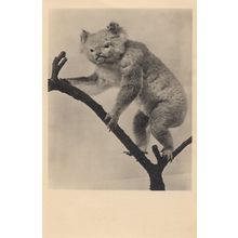 Australian Koala Bear London Horniman Museum Old Postcard