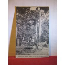 BOTANIC STATION, ST. GEORGE'S, GRENADA, WEST INDIES, unused antique postcard =