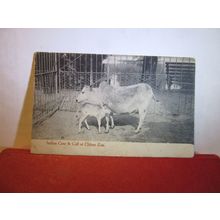 Indian Cow, CLIFTON ZOO, BRISTOL used antique postcard by Senior & Co 1924 pm =