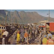 South African Snoek Hout Bay Cape Postcard