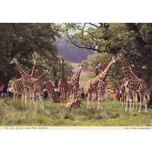 Giraffes at Longleat Zoo Wiltshire Postcard