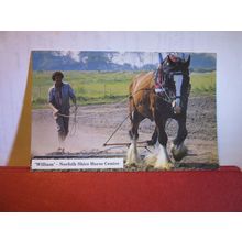 'WILLIAM' SHIRE HORSE CENTRE, NORFOLK. used postcard by Jarrold dated 1987 =