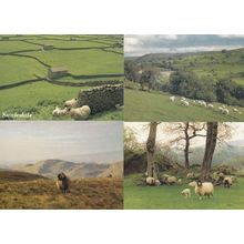 Swaledale Rye Yorkshire Dales Loaf Hill Sheep Painting & RPC 4x Postcard s