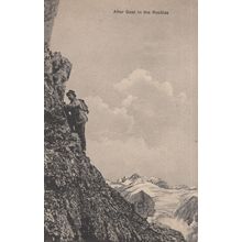 Chasing After A Goat In The Rockies Mountain Climbing Old Postcard