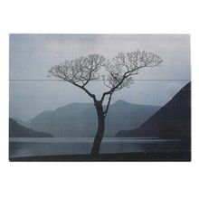 CRUMMOCK WATER and MAPLE TREE. unused postcard. (a) =
