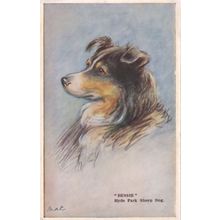 Bessie Hyde Park Sheep Dog Tailwaggers Dog Antique Postcard