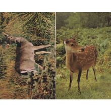 Sika & Fallow Deer In New Forest 2x 1970s Postcard s
