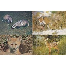 Fox Cub In New Forest Hampshire Badgers Deer 4x 1970s Postcard s