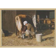 Hand Milking Milk A Horse 1970s DRG Rare Animal Postcard