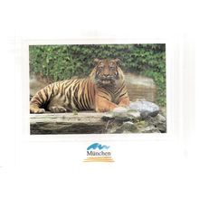 TIGER IM TIERPARK HELLABRUNN, MUNCHEN GERMANY unused vintage postcard =