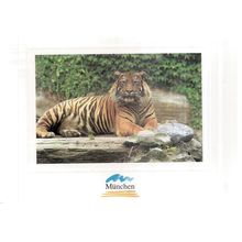 TIGER IM TIERPARK HELLABRUNN, MUNCHEN GERMANY unused vintage postcard #