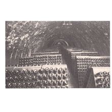 CODORNIU, BARCELONA, SPAIN unused postcard VINEYARD GRAPES bottles #