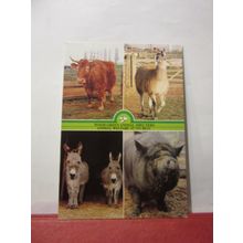 WOOD GREEN ANIMAL SHELTERS, WOOD GREEN, London unused postcard =