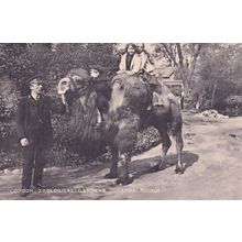 Camel Riding Rides London Zoo Zoological Gardens Postcard