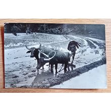 PHOTOCARD: CEYLON / SRI LANKA - PLOUGHING PADDY FIELDS: 1930's