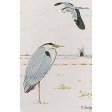 Heron Bird Local East Anglia Bird Essex Suffolk Rare Birds Postcard