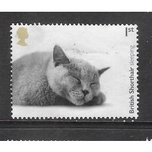 2022 Cats - British Short Hair - used