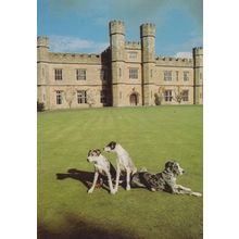 Danny Smudge & Ledian Leeds Castle Pet Dog Dogs Yorkshire Postcard