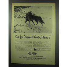 1952 Du Pont Sporting Powders Ad - Canis Latrans Coyote