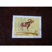 Hungary 1964 Hunting 1fo Mouflon used stamp SG2039 animals