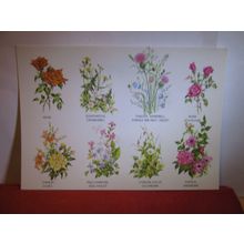 multiview, FLOWERS unused postcard by J Arthur Dixon PFL 25348 #