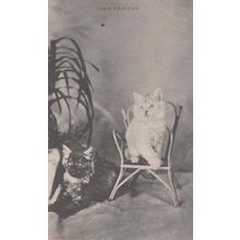 Cat Cats Old Friends Friend Companion Chair Tortoiseshell Mint Antique Postcard