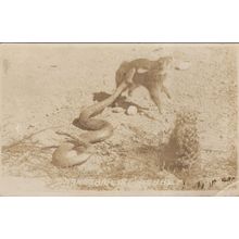 Giant Deadly Snake Attacking Killing Tiger Antique RPC Postcard