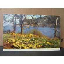 WORDSWORTH'S DAFFODILS, ULLSWATER , CUMBRIA unused postcard. dated 1961 =