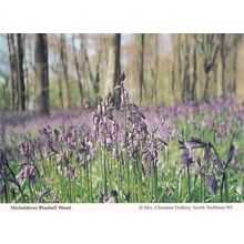 Micheldever Bluebell Wood Hampshire Womens Institute Postcard