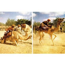 Oman Racing Camel Turkey Al Minstrib Turkish Postcard