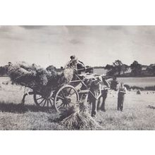 Luton Road Farmer Loading Horse & Cart Hitchin Hertfordshire Farming Postcard