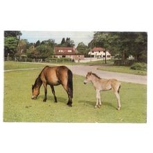 NEW FOREST PONIES unused vintage postcard by Jarrold & Son =