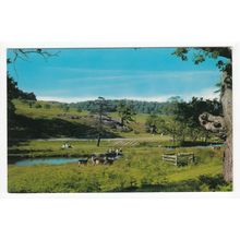 Deer in Bradgate Park Postcard Leicestershire 16217