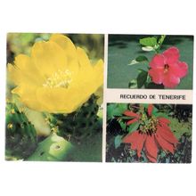 CACTI OF TENERIFE, SPAIN unused vintage postcard flowers =