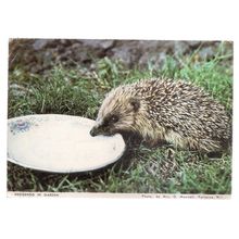 hedgehog in garden used postcard.1977 postmark Potterne W.I. Wiltshire =
