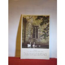 SWANS RINGING BELL, WELLS CATHEDRAL, SOMERSET unused vintage postcard H Barton =