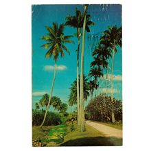 Postcard Barbados country scene rural palm trees sugar canes posted 1975