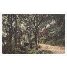 Fairlight Glen near Hastings Postcard East Sussex 52220