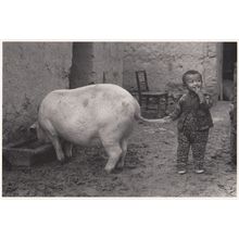 Chinese Pig Child Attached Year Of The Shanghai Chinese Photo Postcard