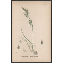 RACEMOSE BROME-GRASS 1872 John Edward Sowerby PLANT PRINT