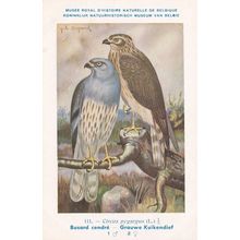 Montagu's Harrier Circus Pygargus WW2 Antique Bird Postcard