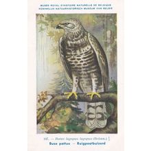 Rough Legged Hawk Buteo Iagopus WW2 Antique Bird Postcard