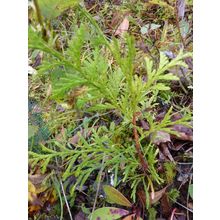20 WESTERN RED CEDAR THUJA PLICATA TREE SAPLINGS 10-20CM - BARE ROOTED TREES