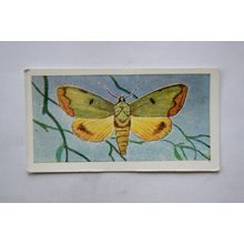 1958 Swettenham tea card Butterflies & Moths No. 25 Owl Moth