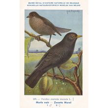 The Common Blackbird Turdus Merula Bird WW2 Rare Postcard