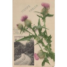 Scotia's Emblem Trossachs Scottish Thistle Old Postcard