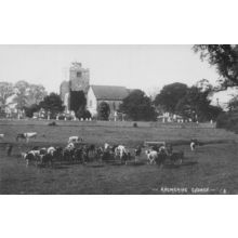 Cattle Cows at Angmering Church Sussex Rebuild History Postcard