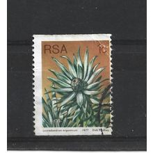 SouthAfrica.SG431 1c Leucadendron Argenteum.Fine Used.Sep25l